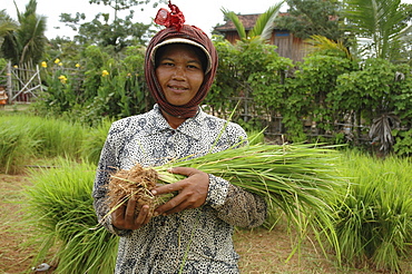 Cambodia farmer with rice seedlings. Kampong thom