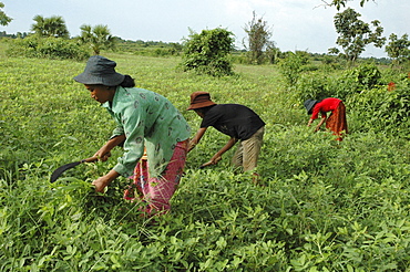 Cambodia the won family cleaning their soy bean patch