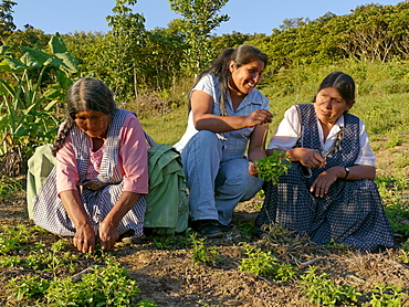 BOLIVIA Cultivating estevia which is a natural sweetener, good for diabetes, in Santa Fe, Caranavi