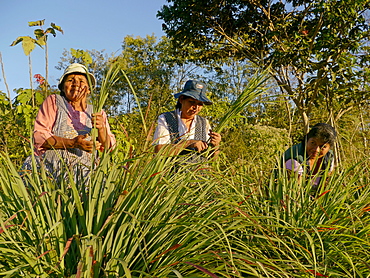 BOLIVIA Alejandra Roque, Gendra Colque and Domitila Apaza harvesting organic lemongrass in the hills above Santa Fe, near Caranavi