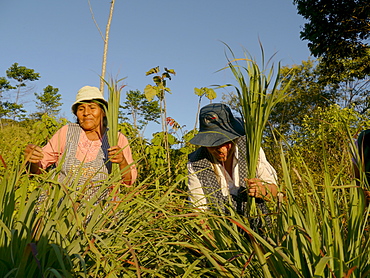 BOLIVIA Alejandra Roque, Gendra Colque and Domitila Apaza harvesting organic lemongrass in the hills above Santa Fe, near Caranavi