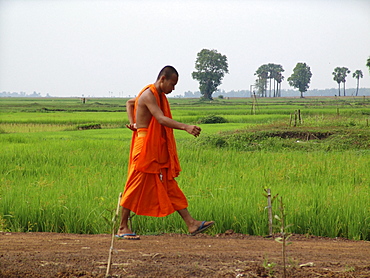 Cambodia buddhist monk walking along paddy field