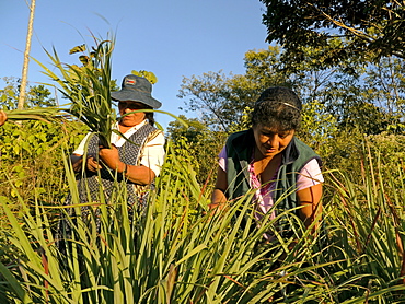 BOLIVIA Alejandra Roque, Gendra Colque and Domitila Apaza harvesting organic lemongrass in the hills above Santa Fe, near Caranavi