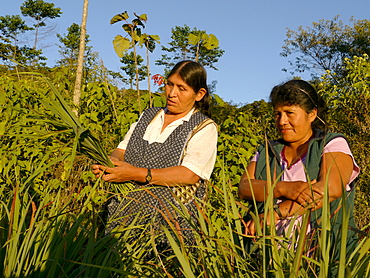 BOLIVIA Alejandra Roque, Gendra Colque and Domitila Apaza harvesting organic lemongrass in the hills above Santa Fe, near Caranavi