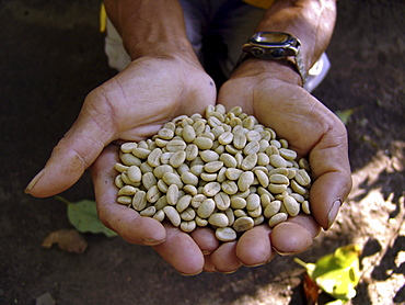 Nicaragua a handful of organic coffee beans, jalapa