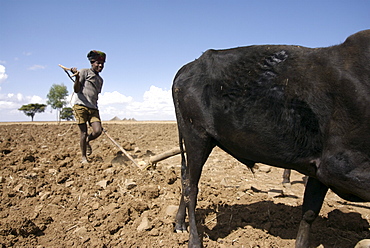 Example of farming activity in the area of hanamerant, meket, ethiopia.The Farmers have to fight against the lack of rain and erosion of the soil. They produce 1 crop a year wich sustain food a couple of months only