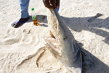 Hardest hit was a 650 kilometers stretch of the somali coastline between garacad (mudung region) and xaafuun (bari region), which forms part of the puntland province near the horn of africa. The tsunami resulted in the death of some 300 people and extensive destruction of shelters, houses and water sources as well as fishing gear. The livelihoods of many people residing in towns and small villages along the somali indian ocean coastline, particularly in the northern regions, were devastated., /shark fishing is main source of income for many of the somalis fishermen 