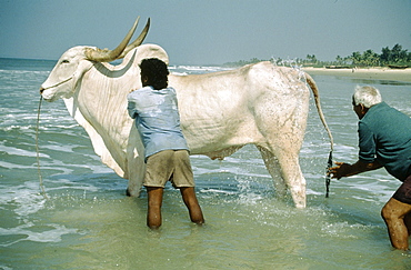 Goan beaches, washing bull. India