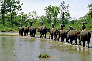  Caravan crossing rapti river, chitwan, nepal 