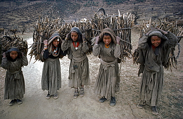 Chhetri girls carry firewood. Humla, north-west nepal 