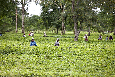 Tea Garden in Dibrugarh, Assam, India, Asia