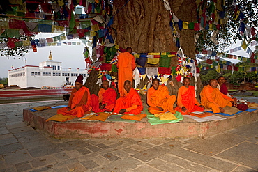 Sri lankan monks pray under bodhi tree in front of the mayadevi temple. Lumbini, nepal