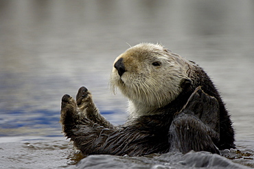 Sea otter (enhydra lutris), monterey, usa, close, up in water.