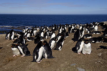 Rockhopper penguin (eudyptes chrysocome) bleaker island, falkland islands, view over colony.