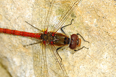 Common Darter Dragonfly (Sympetrum striiolatum) close-up of head and thorax from above, Oxfordshire, UK