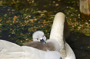 Mute swan (cygnus olor) cygnet on mothers back, abbotsbury, uk