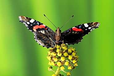 Red admiral butterfly (vanessa atalanta) oxfordshire, uk