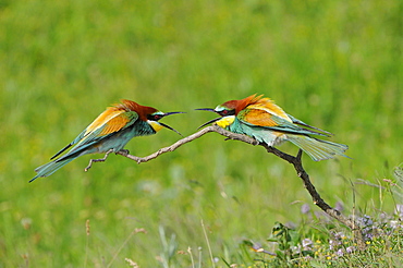 European Bee-eater (Merops apiaster) pair squabbling on branch, Bulgaria