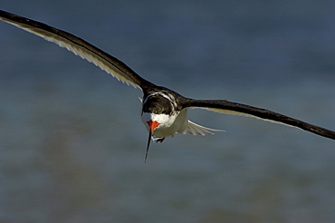 Black skimmer (rynchops niger) florida, usa, in flight.