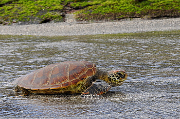 Green sea turtle (chelonia mydar) coming out of the sea, galapagos islands, ecuador  