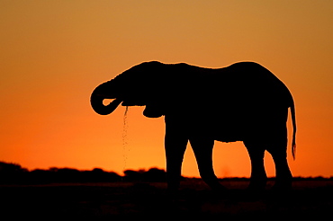 African elephants. Loxodonta africana. Drinking at sunset. Nxai pan, botswana