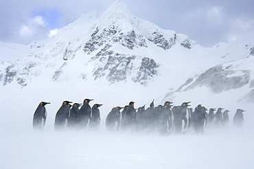 King penguins (aptenodytes patagonicus) right whale bay, south georgia, group huddled together in blizzard