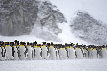 King penguins (aptenodytes patagonicus) right whale bay, south georgia, group huddled together in snowy terrain