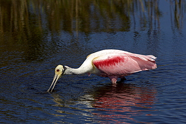 Roseate spoonbill (ajaia ajaja) florida usa, adult feeding in water.