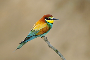 European Bee-eater (Merops apiaster) perched on twig, Bulgaria