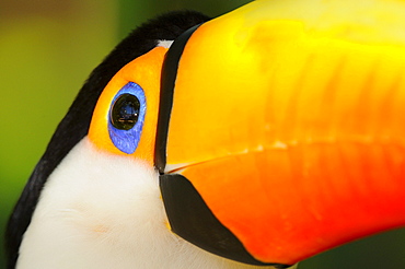 Toco toucan (ramphastos toco) close,up of head showing blue eyering, captive, brazil.