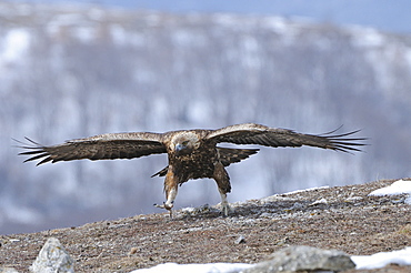 Golden eagle (aquila chrysaetos) running along ground in winter, carpathian mountains, bulgaria  