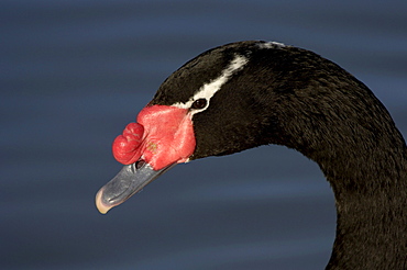 Black-necked swan (cygnus melanocoryphus) close-up of head, slimbridge, uk