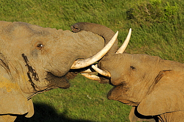 African elephant (loxodonta africana) two playfighting, eastern cape, south africa