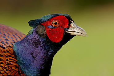 Pheasant (phasianus colchicus) close, up of head, oxfordshire, uk