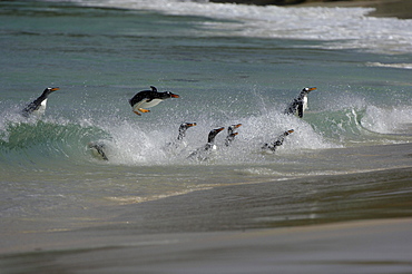 Gentoo penguin (pygoscelis papua) new island, falkland islands, group swimming and porpoising through the surf onto the beach.