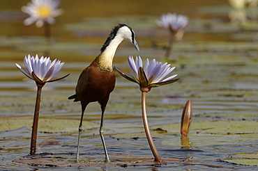 African jacana. Actophilornis africanus. Okavango river, botswana