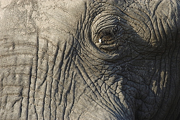 African elephant. Loxodonta africana. Close-up showing skin detail. Botswana