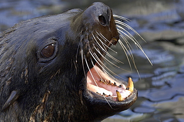 South american fur seal (arctocephalus australis) native of south america and the falkland islands (captive bristol zoo)