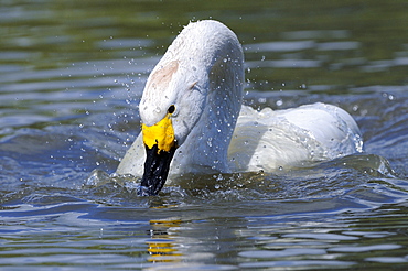 Bewick's swan (cygnus columbianus) on water, bathing, slimbridge, uk  