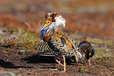 Ruff (philomachus pugnax) male displaying at lek, in breeding plumage, varanger, norway  