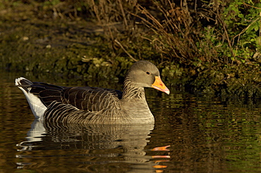 Greylag goose. Anser anser. In water, uk