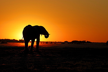 African elephants. Loxodonta africana. Drinking at sunset. Nxai pan, botswana