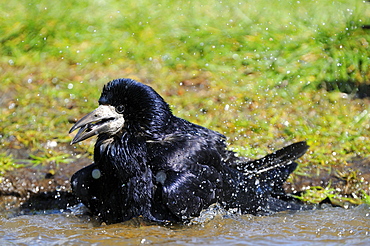 Rook (corvus frugilegus) bathing in water, oxfordshire, uk  