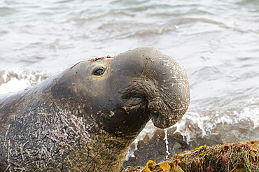 Northern elephant seal (mirounga angustirostris) male portrait, san benitos island, baja, mexico