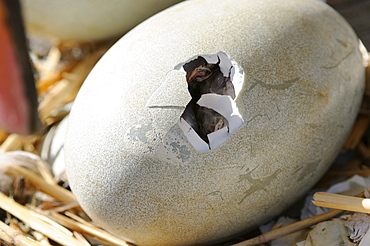 Mute swan (cygnus olor) egg about to hatch, abbotsbury, uk