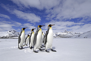 King penguin (aptenodytes patagonicus) st andrews bay, south georgia, small group in snowy landscape