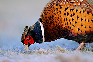 Common or ring-necked pheasant (phasianus colchicus) male looking for food on frosty ground, oxfordshire, uk  