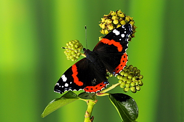 Red admiral butterfly (vanessa atalanta) resting on ivy flowers, wings outspread, oxfordshire, uk