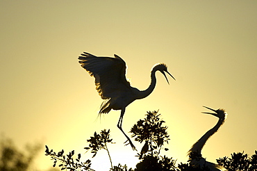 Great white egret (casmerodius alba) florida, usa, silhouette, adults greeting each other at sunset.