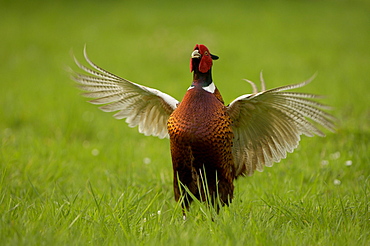 Pheasant (phasianus colchicus) male displaying, oxfordshire, uk